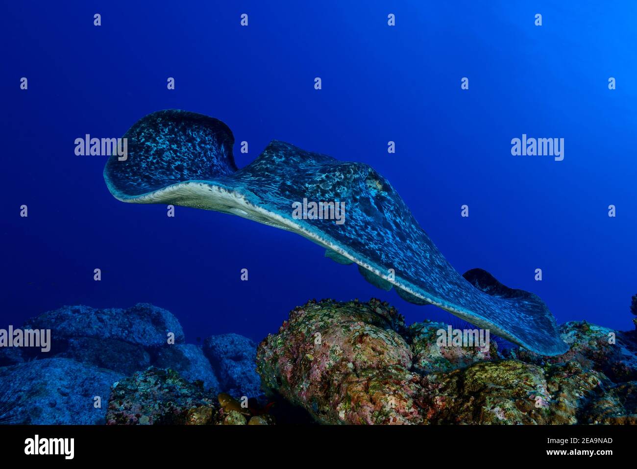 Marble stingrays (Taeniura meyeni), Cocos Island, Costa Rica, Pacific, Pacific Ocean Stock Photo