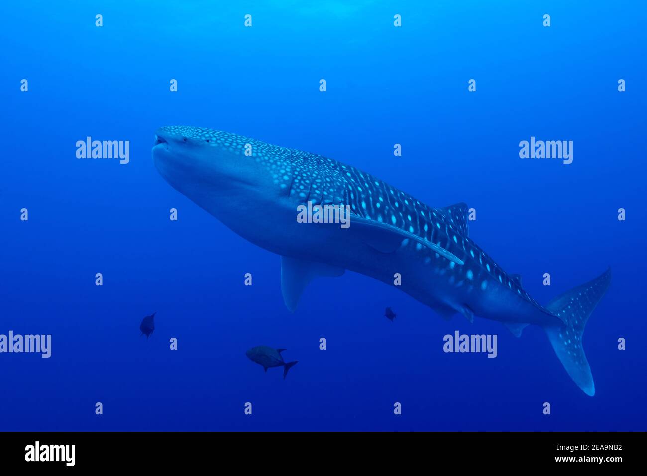 Whale shark (Rhincodon typus), Cocos Island, Costa Rica, Pacific, Pacific Ocean Stock Photo