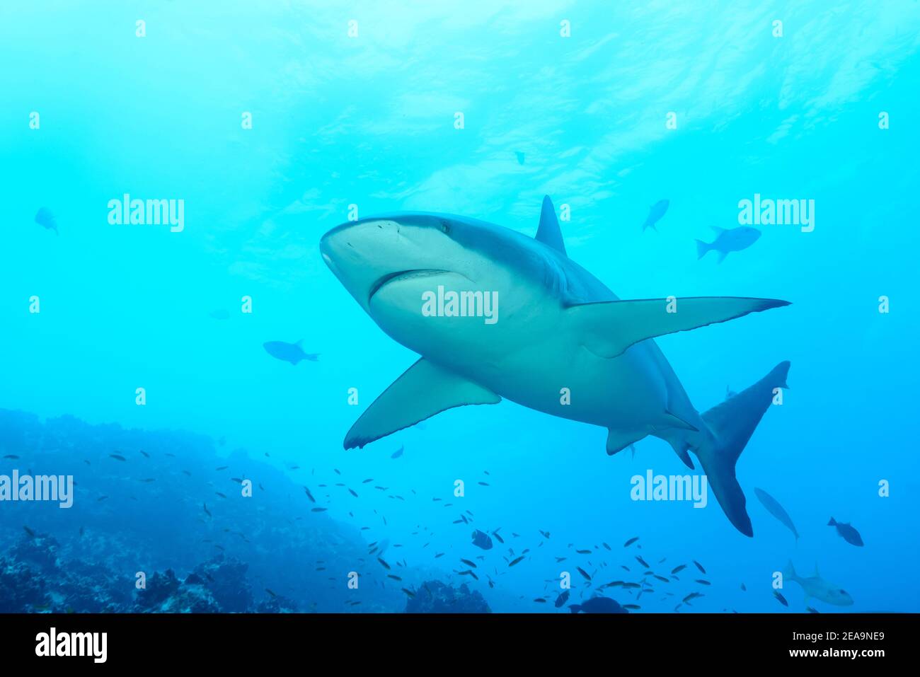 Galapagos Shark (Carcharhinus galapagensis), Cocos Island, Costa Rica, Pacific, Pacific Ocean Stock Photo