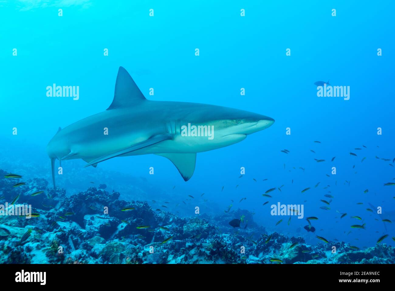 Galapagos Shark (Carcharhinus galapagensis), Cocos Island, Costa Rica, Pacific, Pacific Ocean Stock Photo