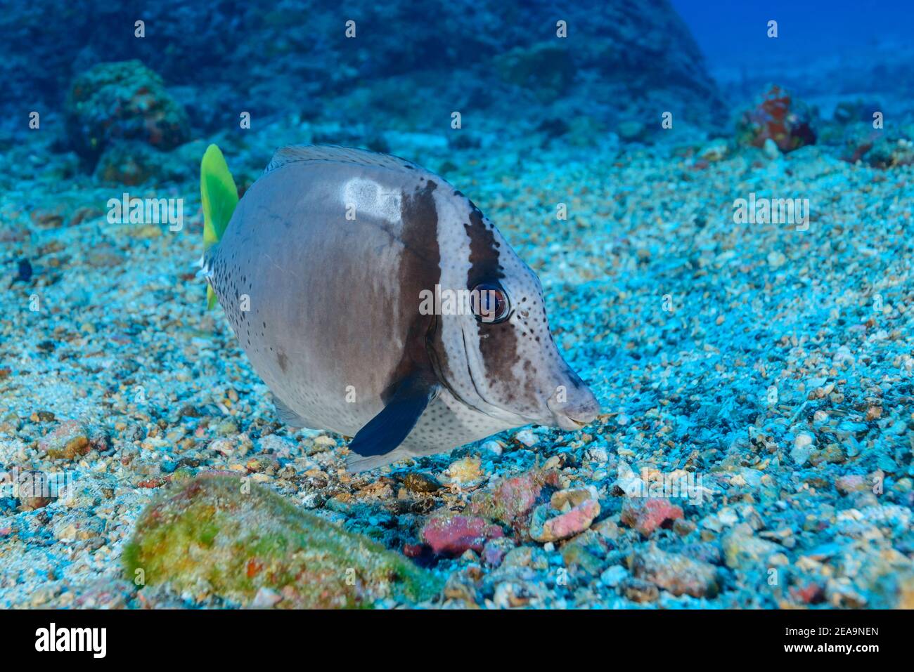 Galapagos surgeonfish (Prionurus laticlavius), Cocos Island, Costa Rica, Pacific, Pacific Ocean Stock Photo