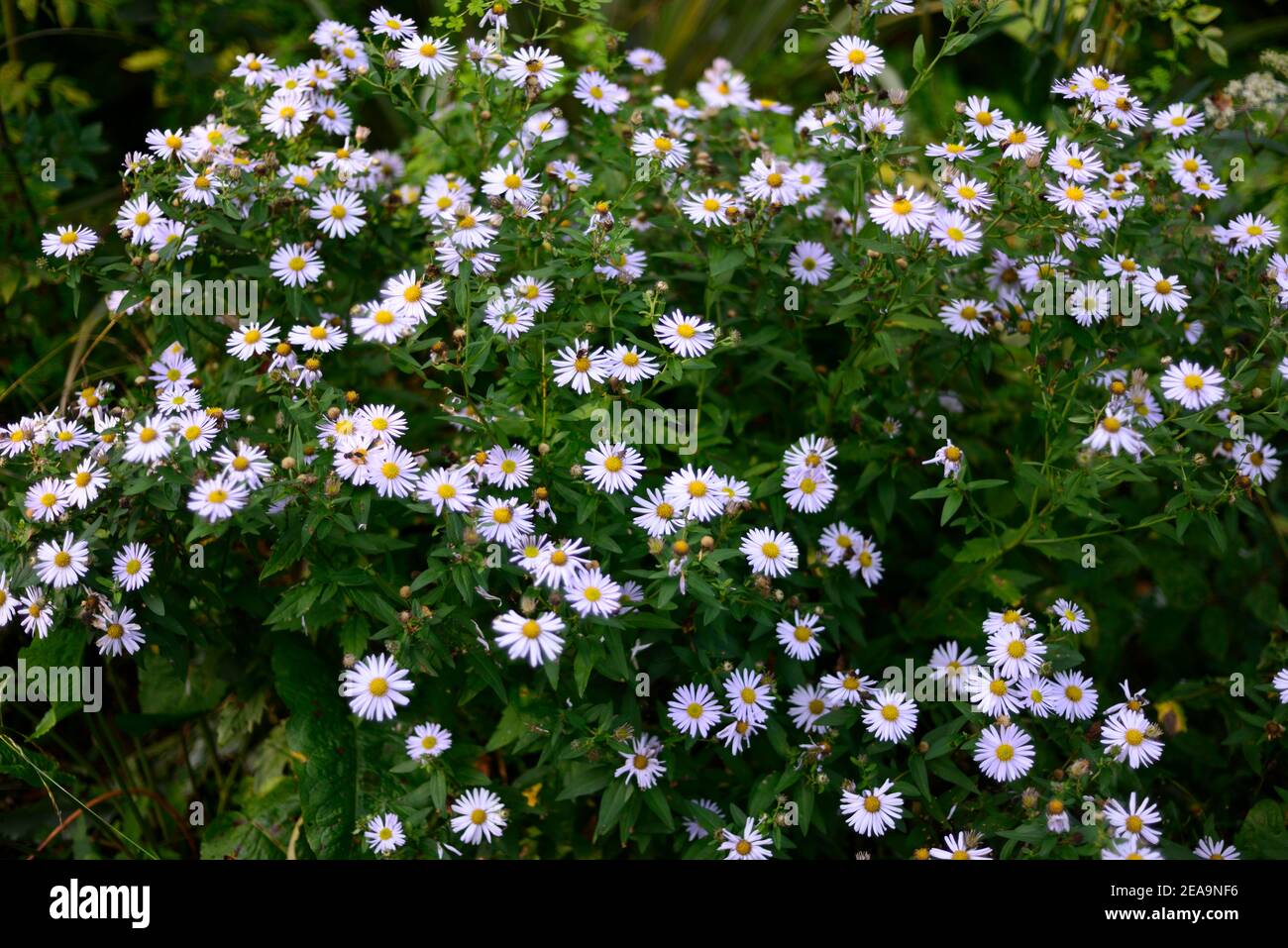 Kalimeris incisa Madiva,Aster Madiva,Pale violet-pink daisy-like flowers,flowering,low growing,RM floral Stock Photo