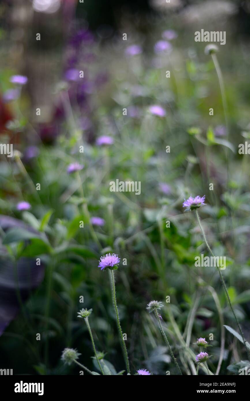 Knautia arvensis,scabious,pincushion,lilac,pale blue flowers,flower,flowering,wildflowers,garden,gardens,wildlife friendly,RM Floral Stock Photo