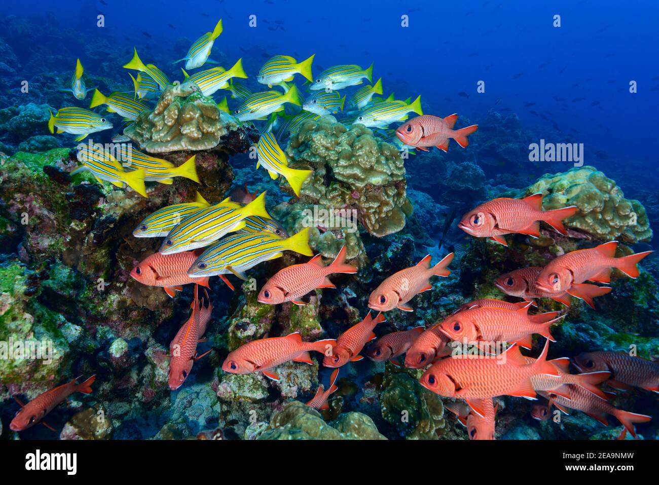 Large scale soldier fish (Myripristis berndti) and blue-gold snapper (Lutjanus viridis), Cocos Island, Costa Rica, Pacific, Pacific Ocean Stock Photo