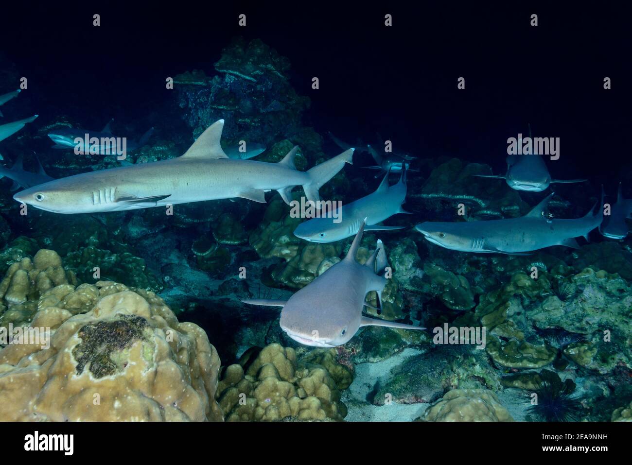 Whitetip reef shark (Triaenodon obesus) sleeping on the seabed, Cocos Island, Costa Rica, Pacific, Pacific Ocean Stock Photo