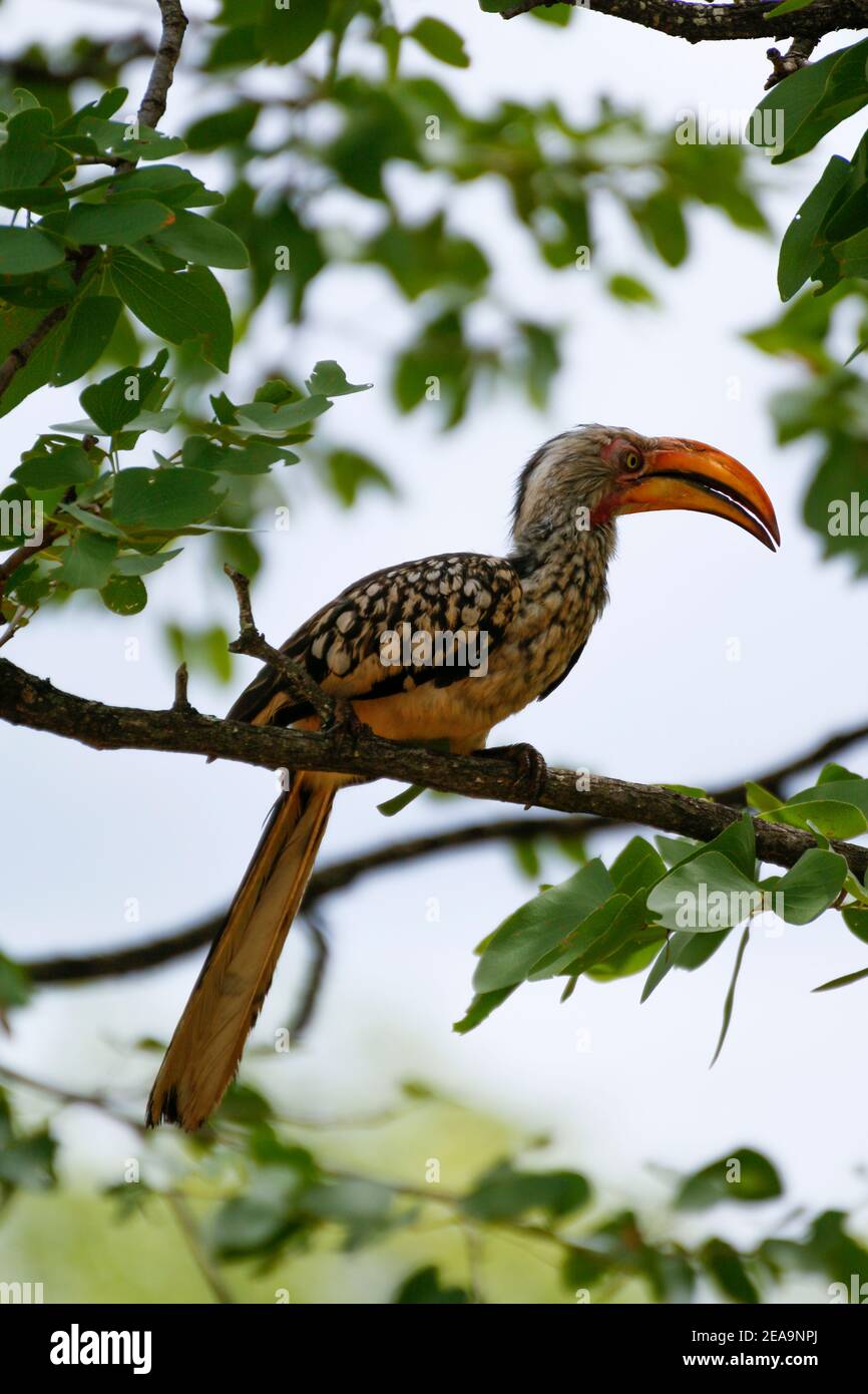 Tropical colorful bird sitting on branch in Kruger National Park, South Africa Stock Photo