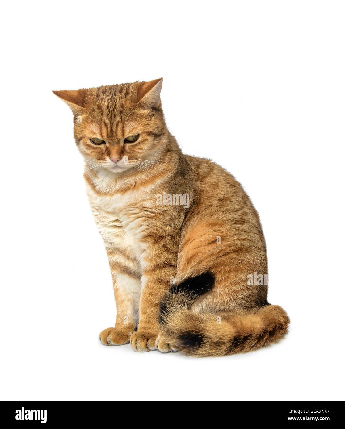 Cute cat Scottish Straight sitting isolated on white background. Scottish shorthair cat. Animals or pets concept. British Shorthair Kitten Isolated. Stock Photo