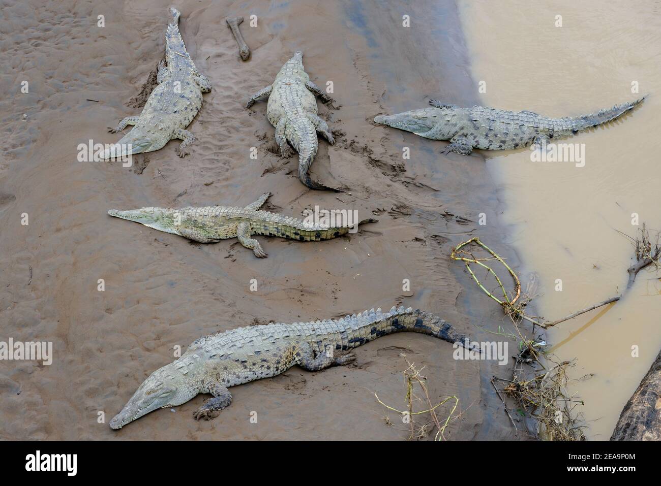 American crocodiles (Crocodylus acutus), Tarcoles River, Rio Grande de Tarcoles, Costa Rica Stock Photo