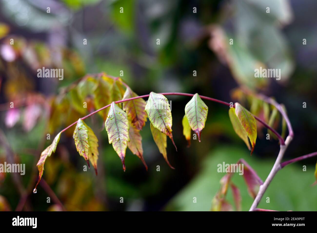 rhus potaninii,Rhus henryi,Potanin's sumac,deciduous tree,leaves,foliage,garden,trees,RM Floral Stock Photo