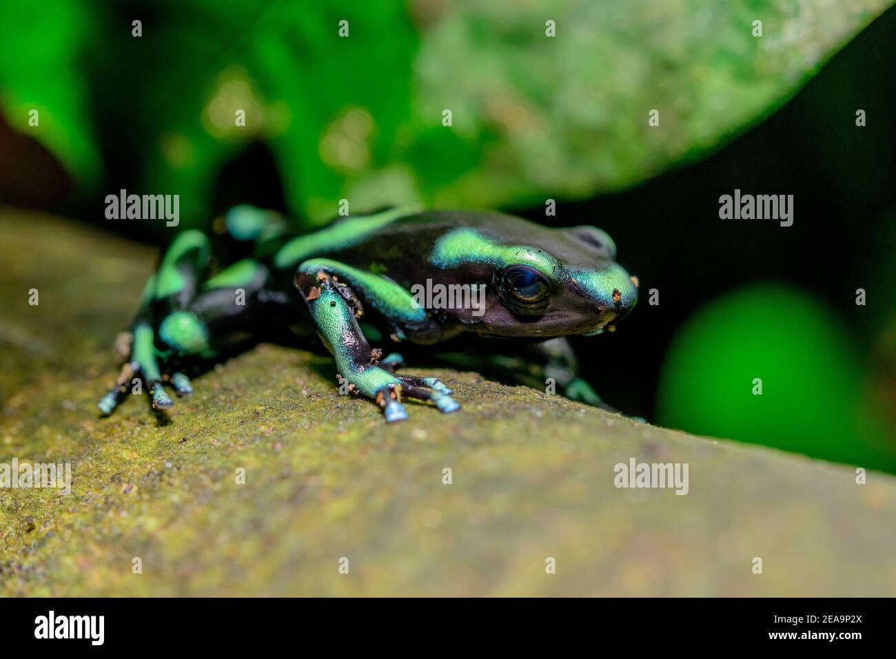 Gold tree climber (Dendrobates auratus), black-green poison dart frog, Costa Rica, Carara National Park Stock Photo