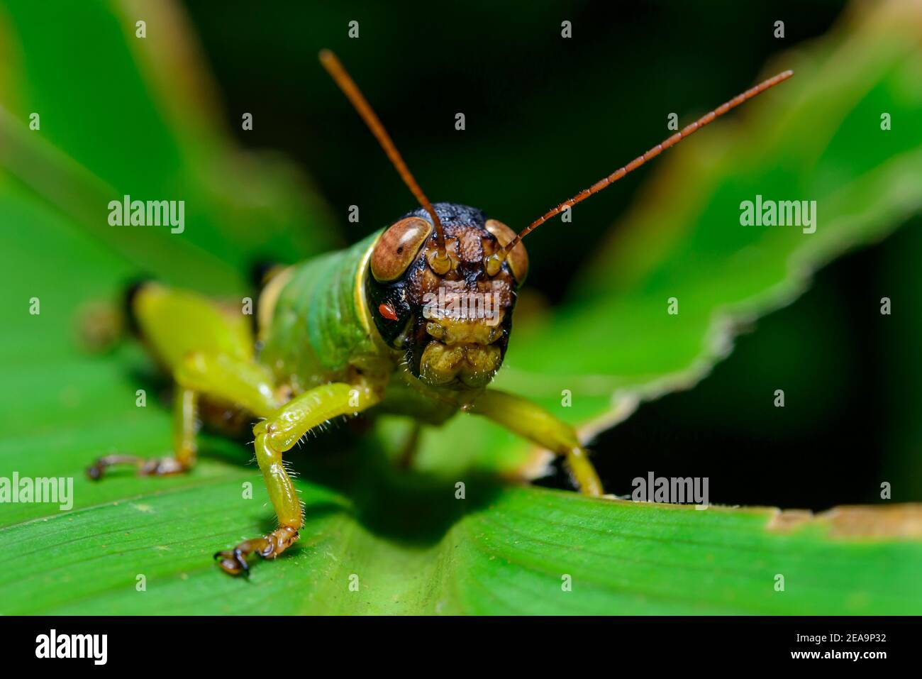 Green grasshopper, short-antennae locust (Orthoptera - Order, Caelifera - Suborder) Costa Rica, Carara National Park Stock Photo