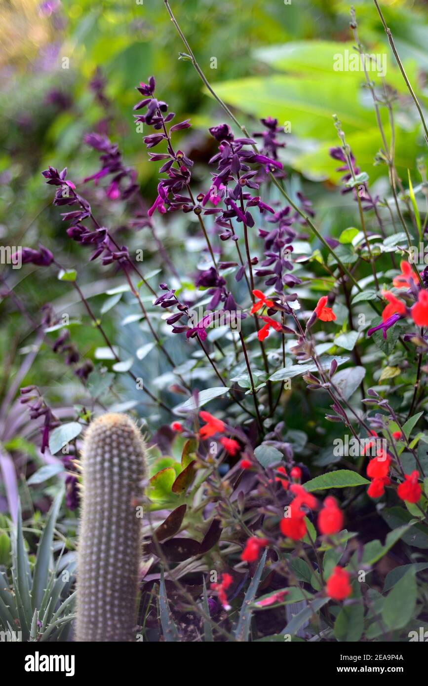 salvia love and wishes,salvia blepharophylla painted lady,salvias,scarlet red flower,flowers,flowering,cactus,mixed planting scheme,salvias and cacti, Stock Photo