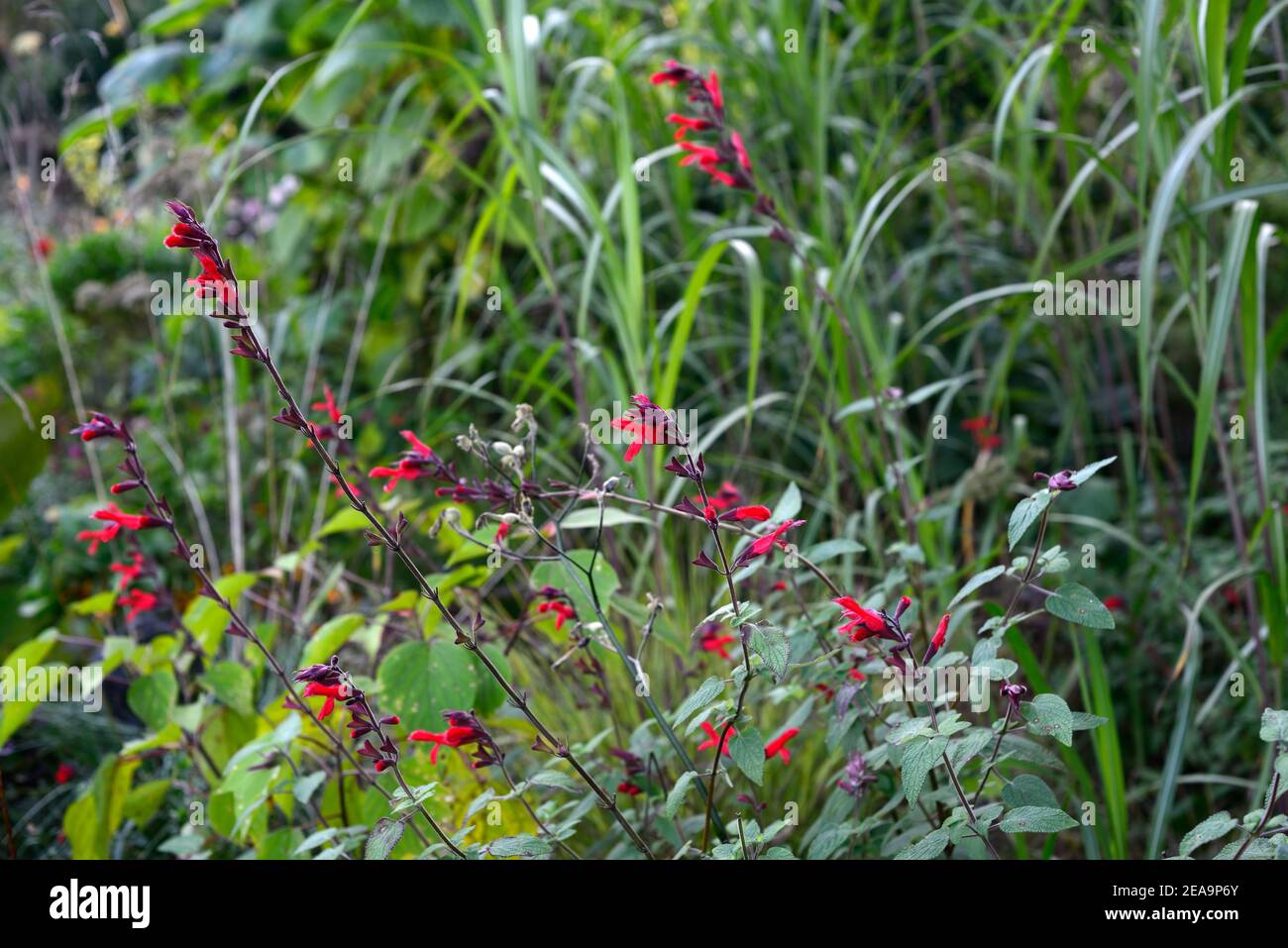 Salvia microphylla Jezebel,cherry-red flowers,flowering,perennial,blooming,cherry-red salvia flower,RM Floral Stock Photo
