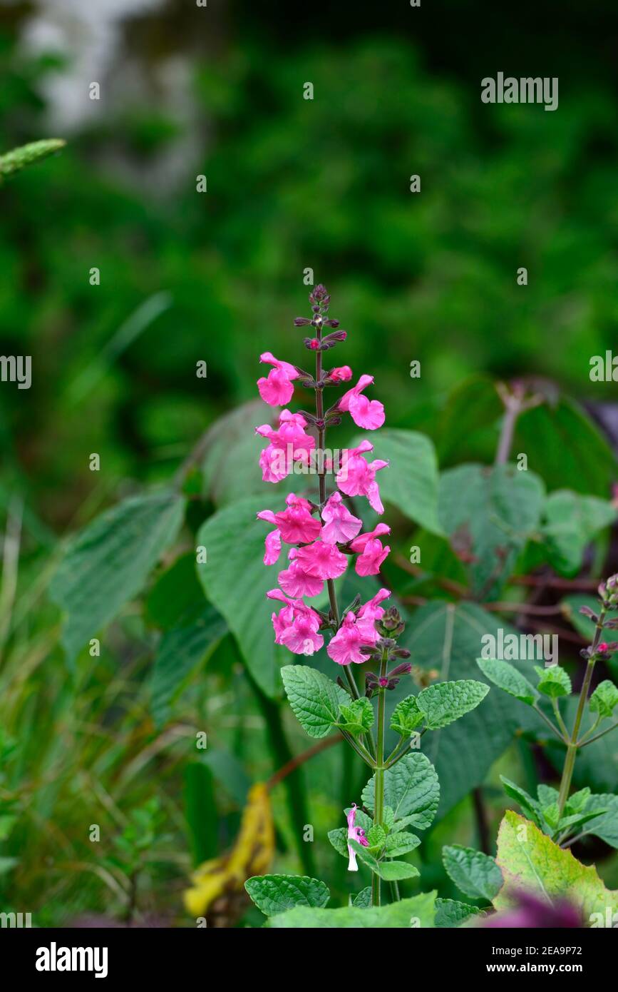 Salvia microphylla cerro potosi,pink flowers,flowering,perennial,blooming,pink salvia flower,RM Floral Stock Photo