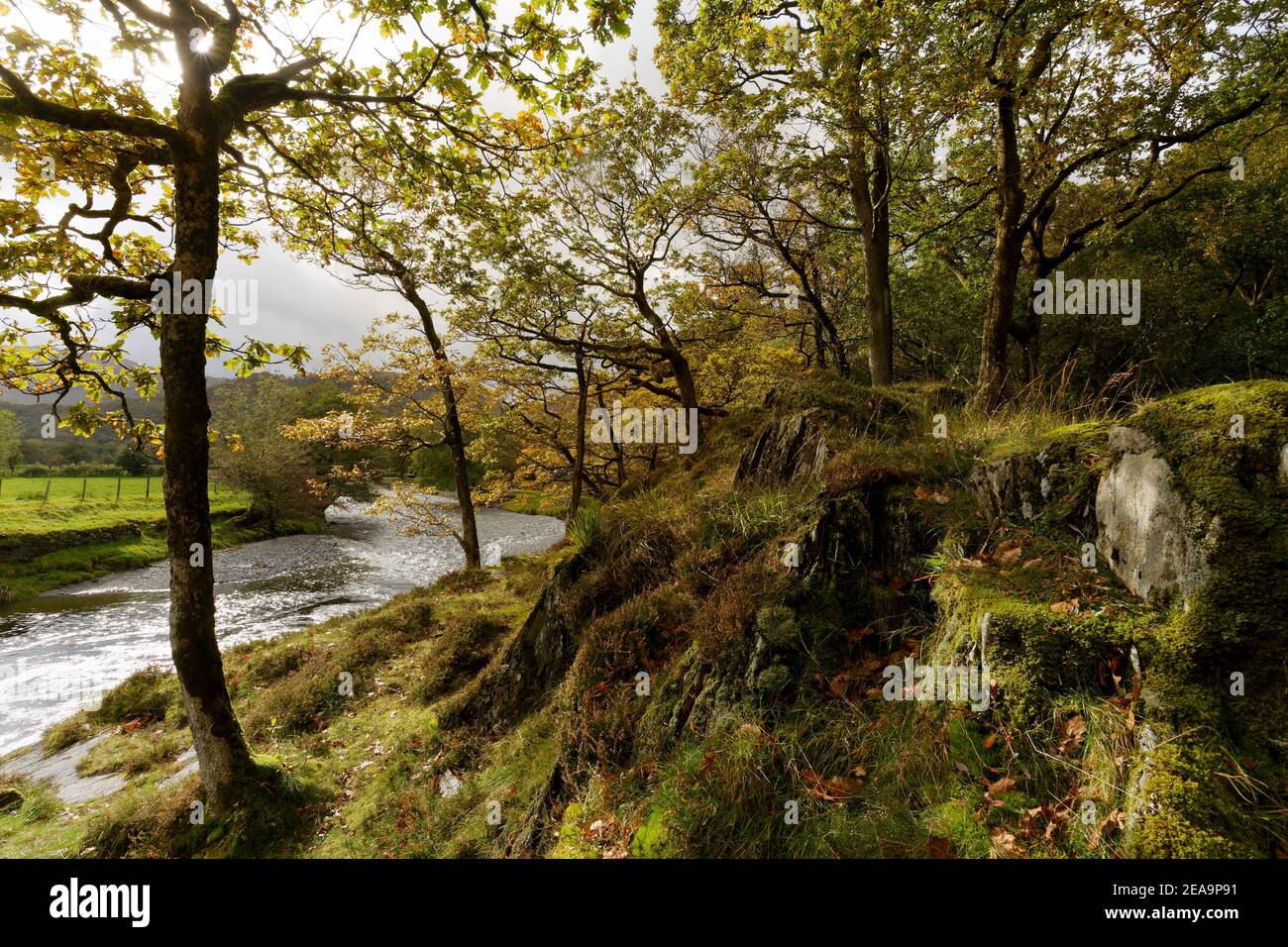 Autumn in the forests by the River Derwent Barrowdale  Lake District Cumbria Stock Photo