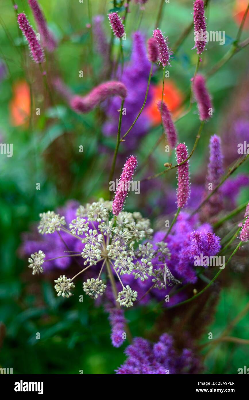 Sanguisorba Pink September,sanguisorbas,pink bottlebrush flowers,pink flowers,flowering,mixed planting scheme,mixed border,angelica sylvestris purpure Stock Photo