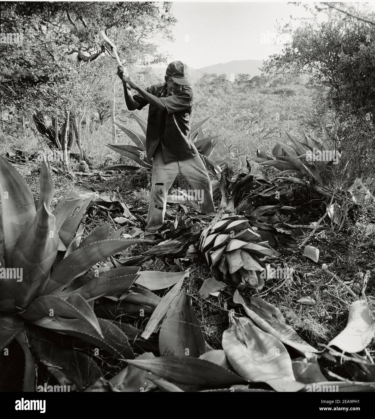 Harvests the pina of a agave cactus in Falcon, Falcon State, Venezuela;South America Stock Photo