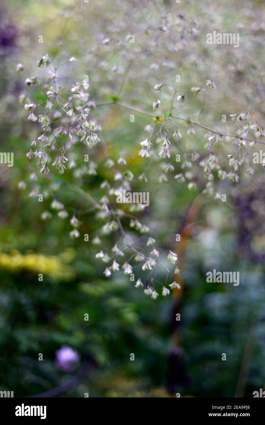 Thalictrum delavayi, meadow rue,seed head,seed heads,seedhead,seedheads,attractive seed head,thalictrum seedheads,garden,gardens,autumn in the garden, Stock Photo