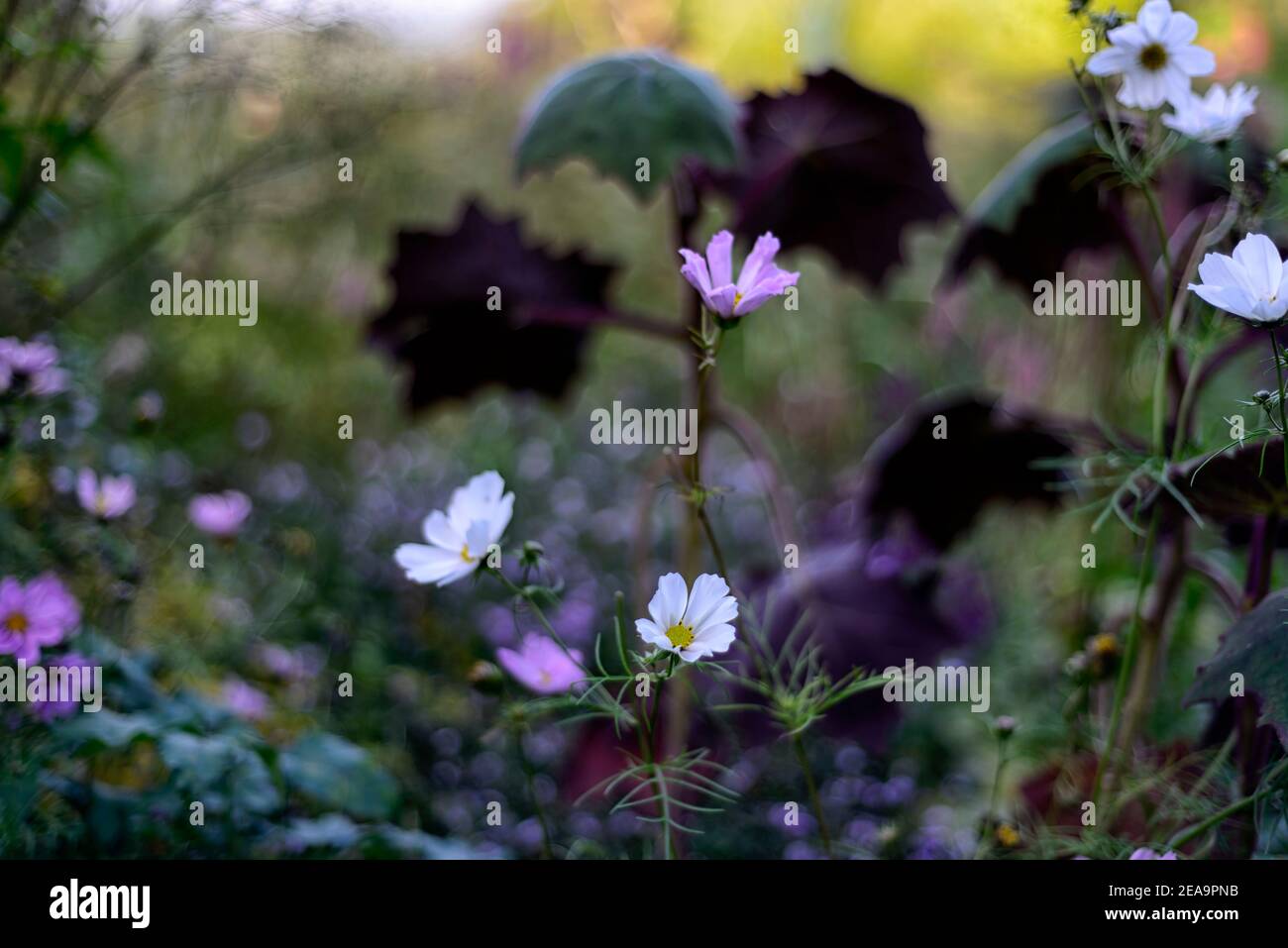 white cosmos cosmos flowers,flowering,senecio cristobalensis,Roldana petasitis,Red Leaved Velvet Senecio,purple leaf,leaves,foliage,mixed planting sch Stock Photo