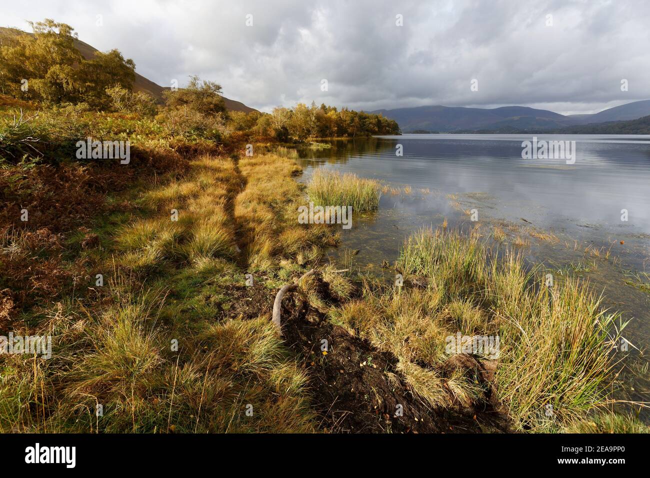 Grasses lit up by a low autumn sun reflecting on Derwent Water Lake District Cumbria Stock Photo