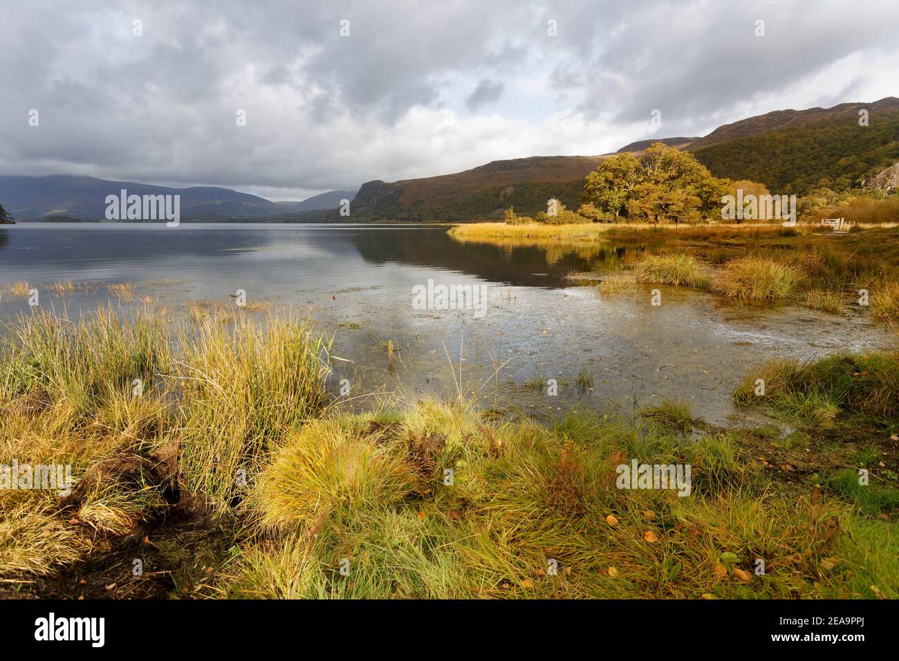 Low sun reflects foreground grass and trees on Derwent Water in the autumn Lake District Cumbria Stock Photo
