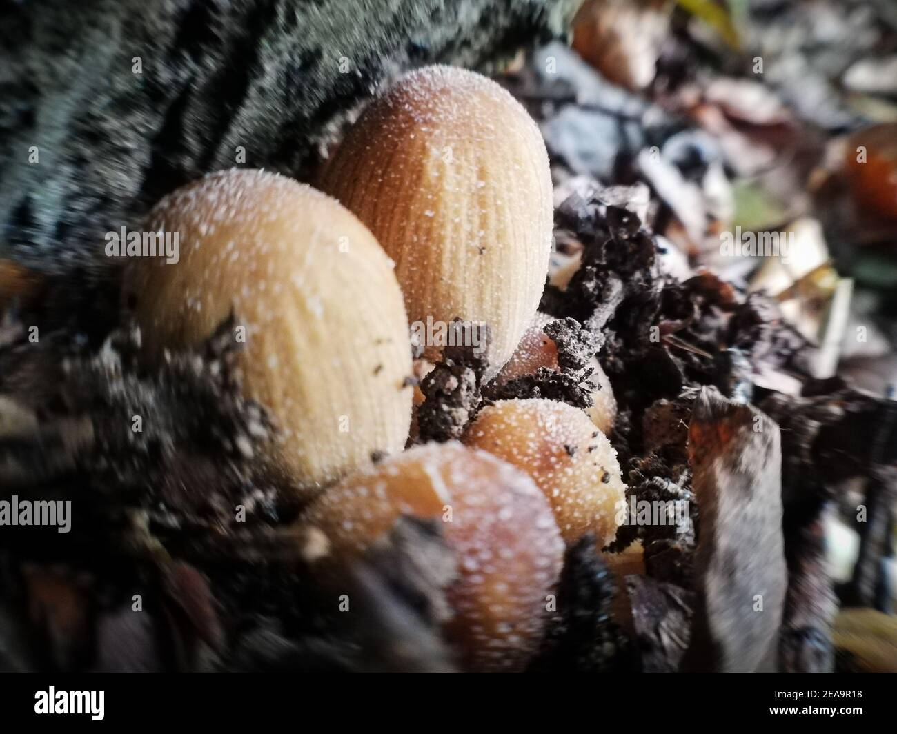 Mica cap, coprinellus micaceus. Close-up of nature in the forest, mushrooms Stock Photo