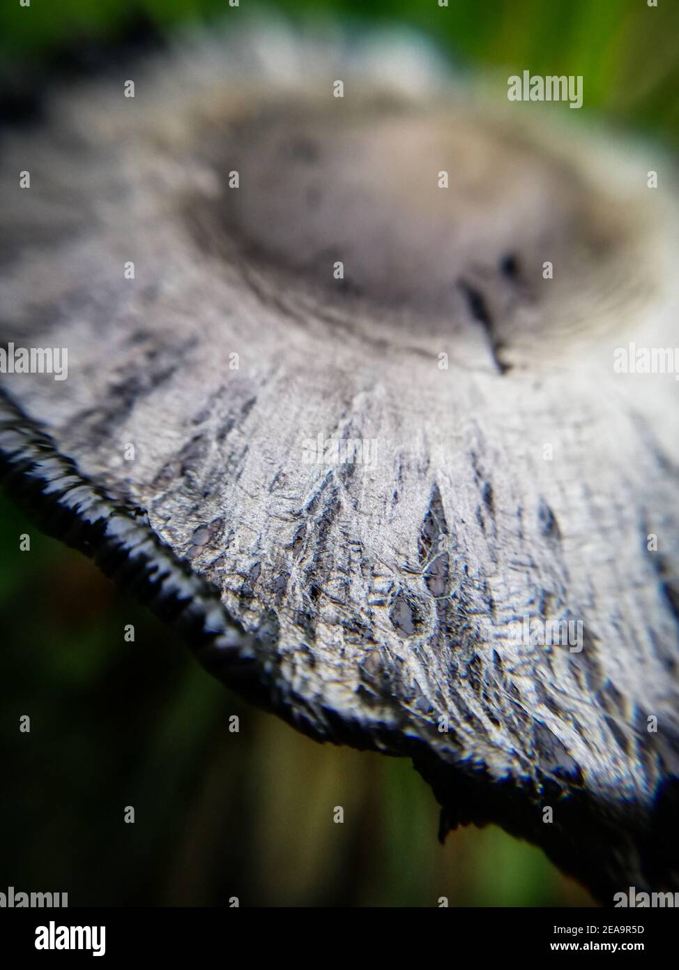 Shaggy ink cap. Close-up of nature in the forest, mushrooms Stock Photo