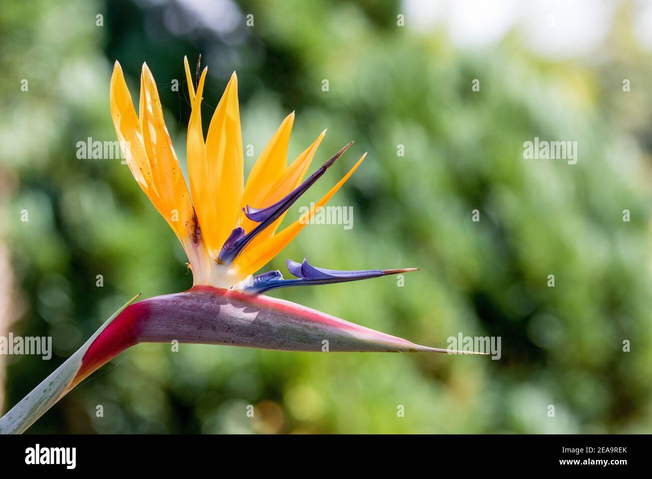 A Strelitzia, also known as the bird of paradise flower, photographed ...