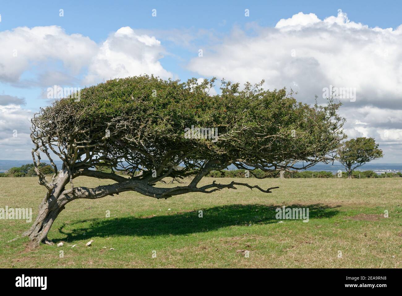 Heavily wind-shaped Hawthorn tree (Crataegus monogyna) on Ballard Down, Corfe Castle, Dorset, UK, August. Stock Photo