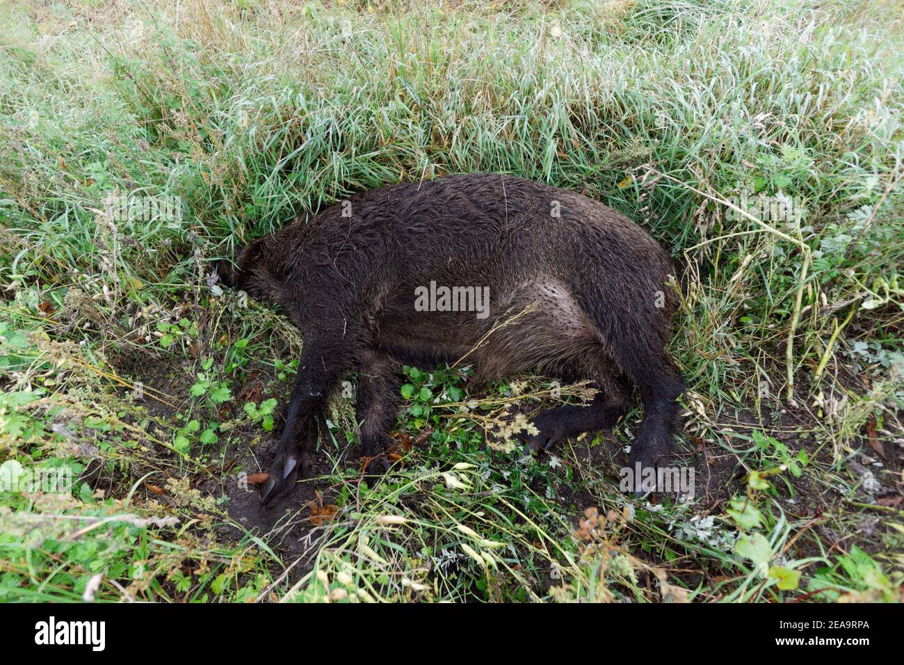 Dead boar lies on the side of the road Stock Photo