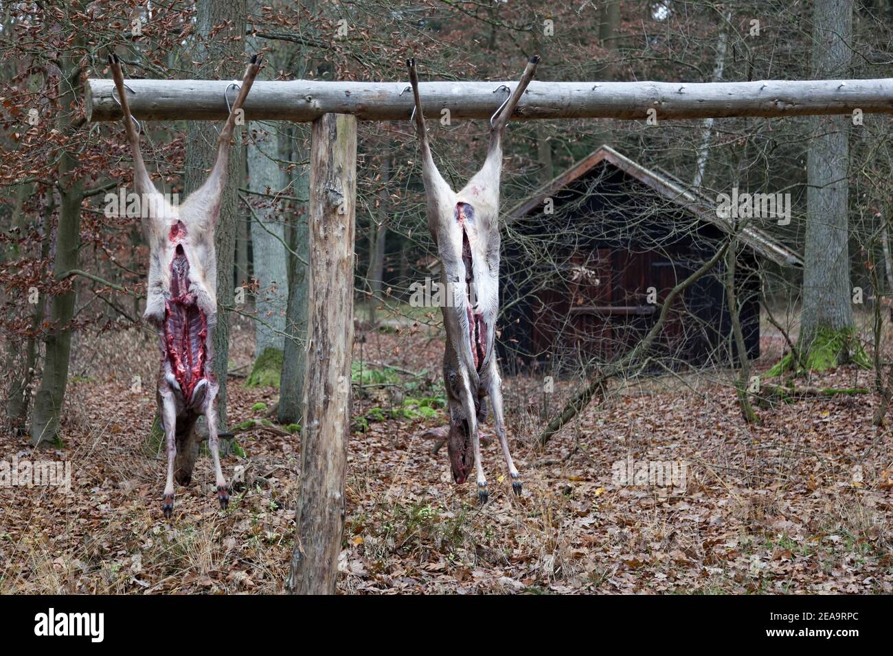 Killed deer on a hook, Fuhrberg, Lower Saxony Stock Photo