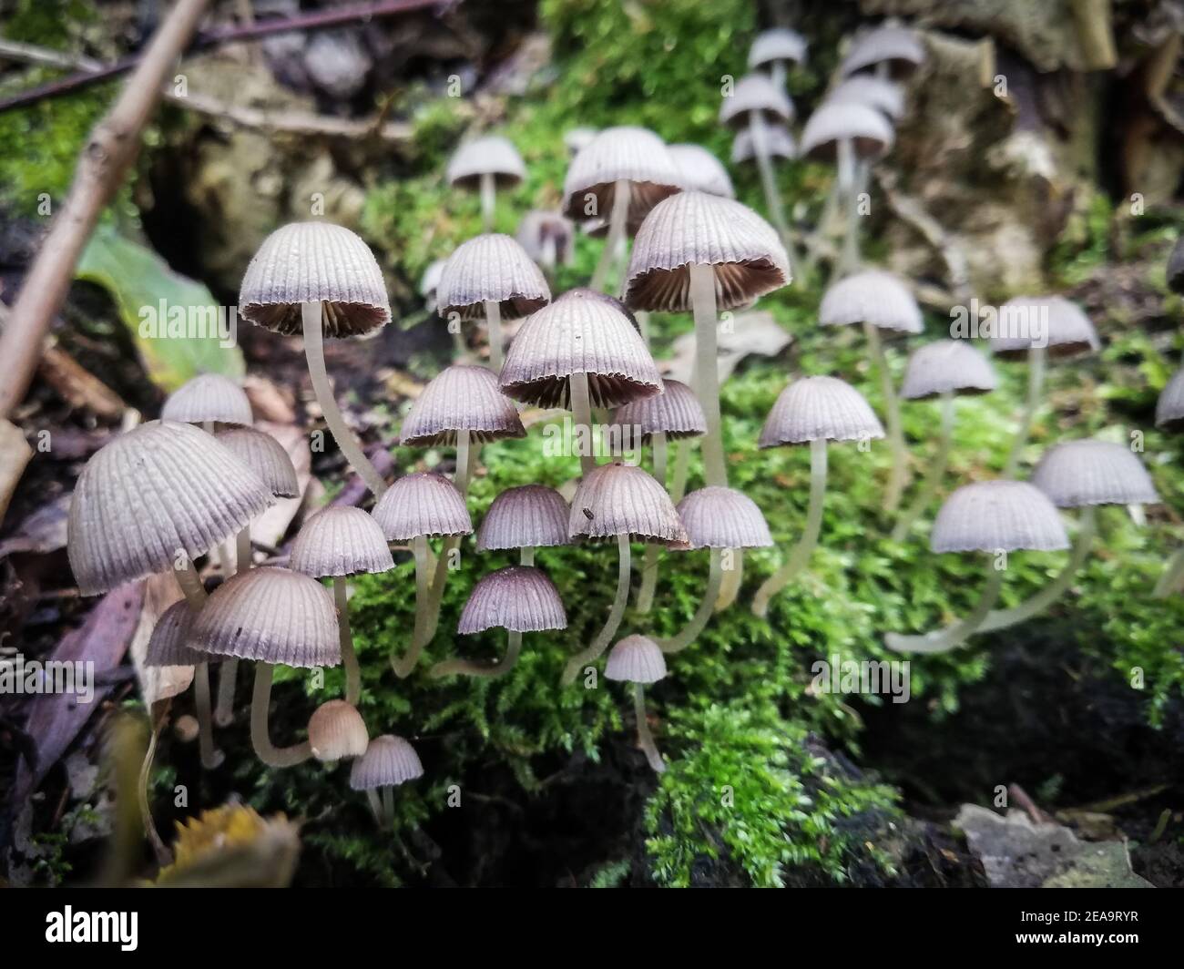 Fairy inkcap. Close-up of nature in the forest, mushrooms Stock Photo