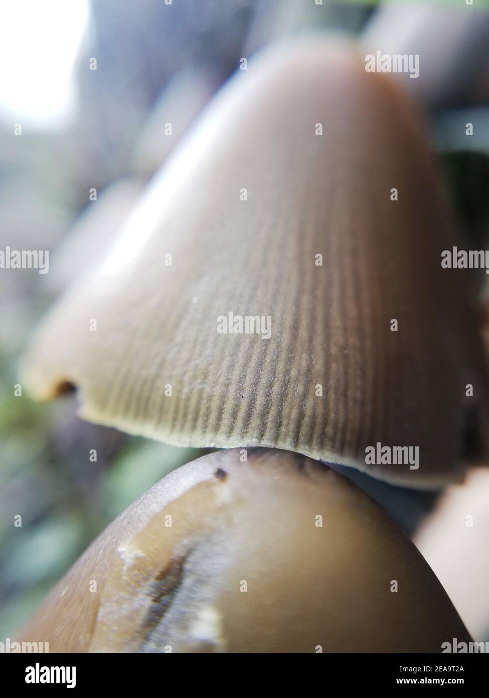 Pinecone mushroom. Close-up of nature in the forest, mushrooms Stock Photo