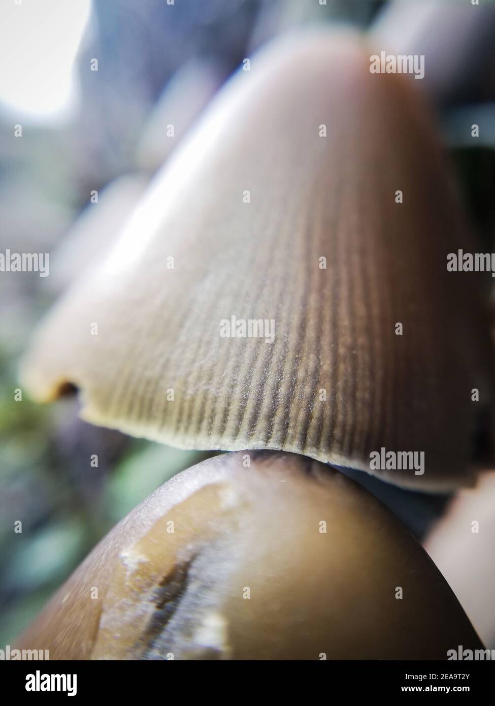 Pinecone mushroom. Close-up of nature in the forest, mushrooms Stock Photo