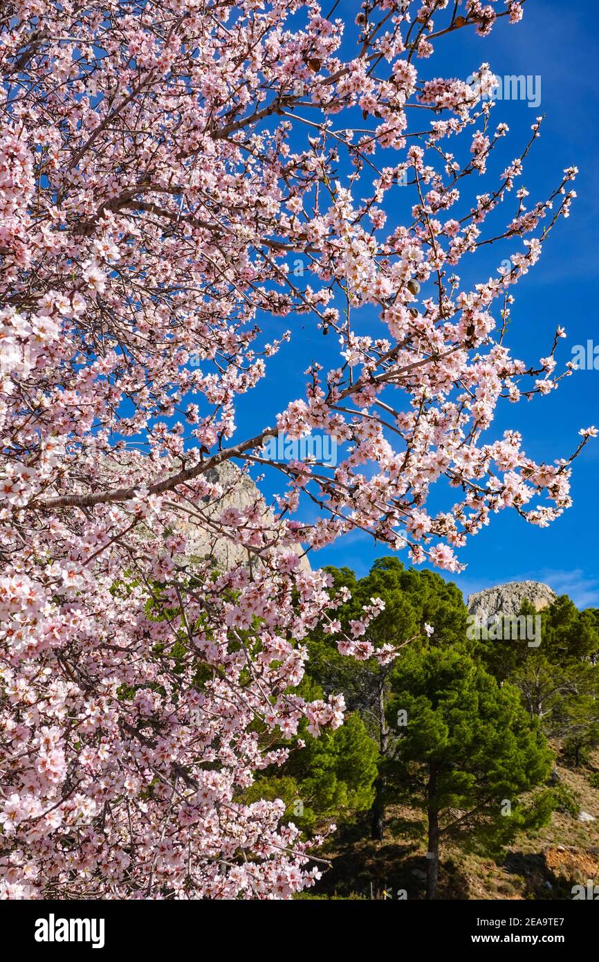 Almond blossom in Springtime in the mountainous Bernia Ridge above ...