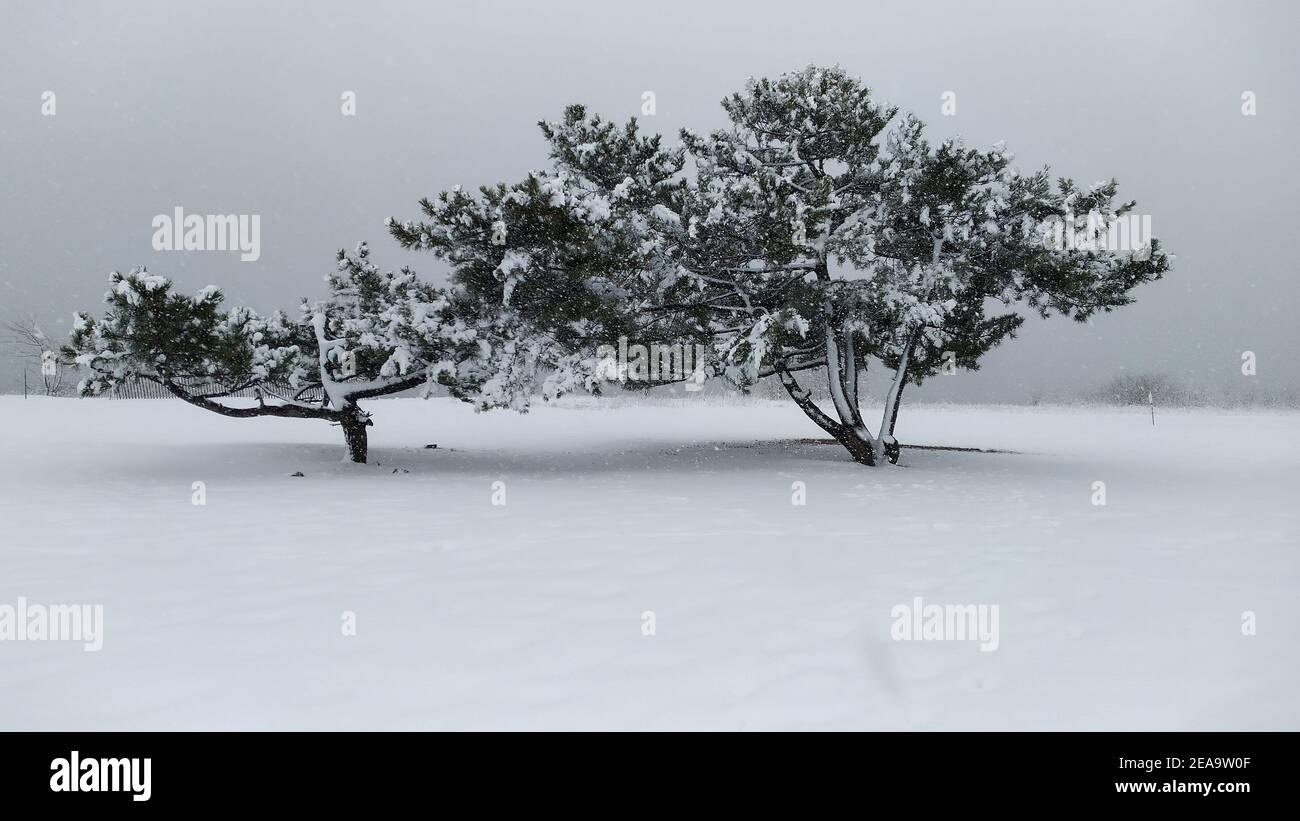 Isolated coniferous trees in a blizzard on a coastal plain covered with ...
