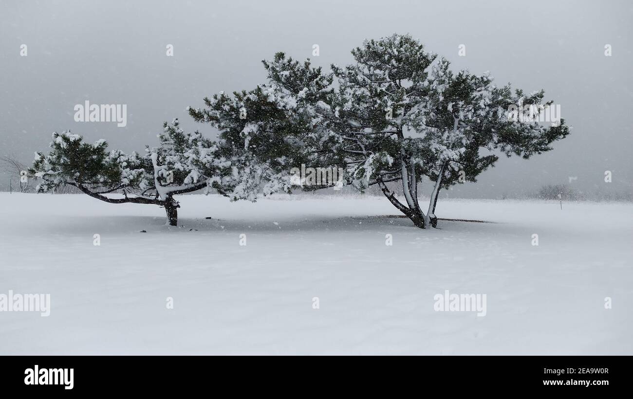 Isolated coniferous trees in a blizzard on a coastal plain covered with