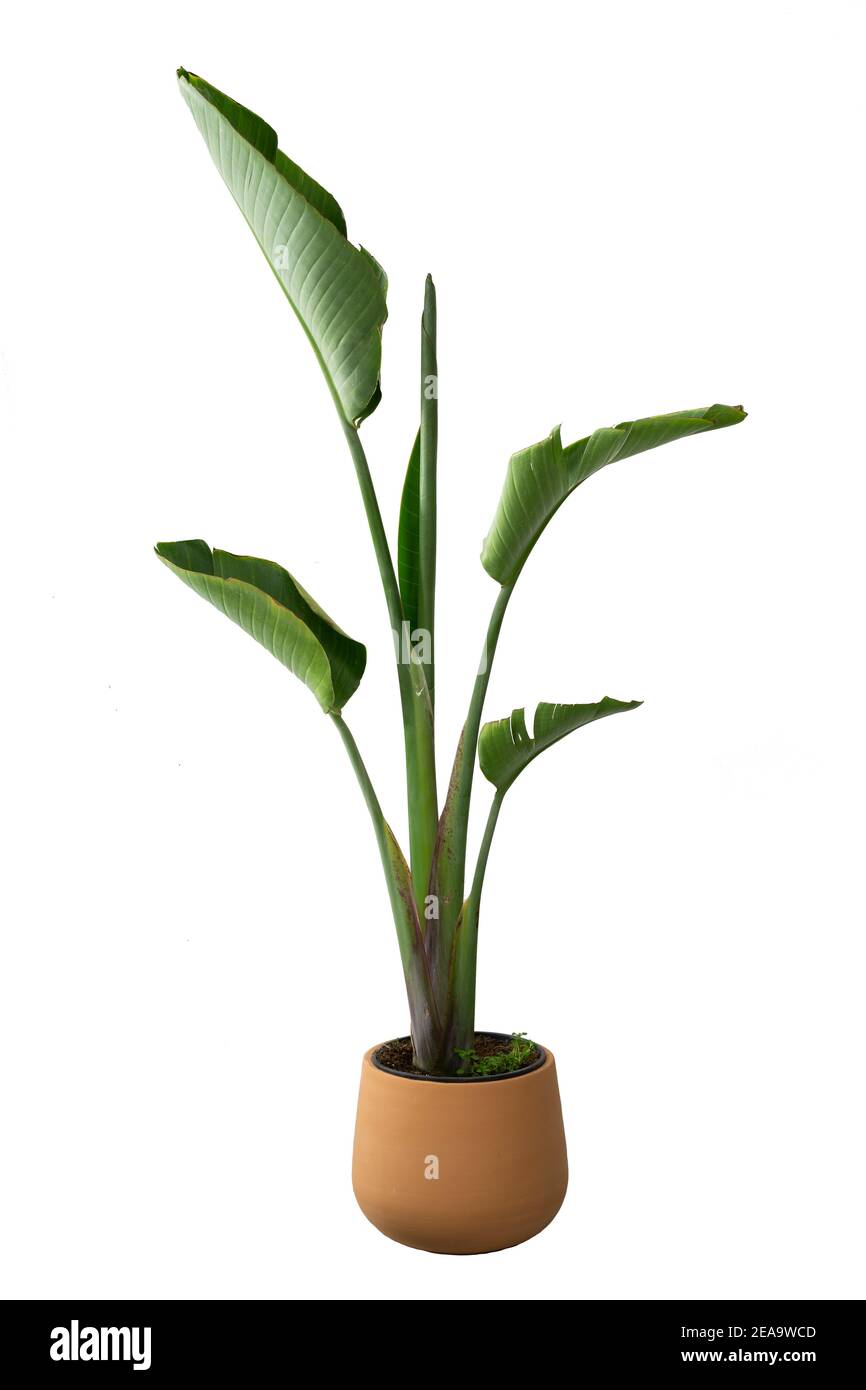 strelitzia augusta in pots. House plant isolated on white background Stock Photo