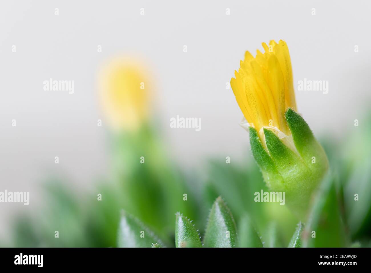 Close-up of Bright Yellow Succulent Flower, Ice Plant, Delosperma Congesta Stock Photo