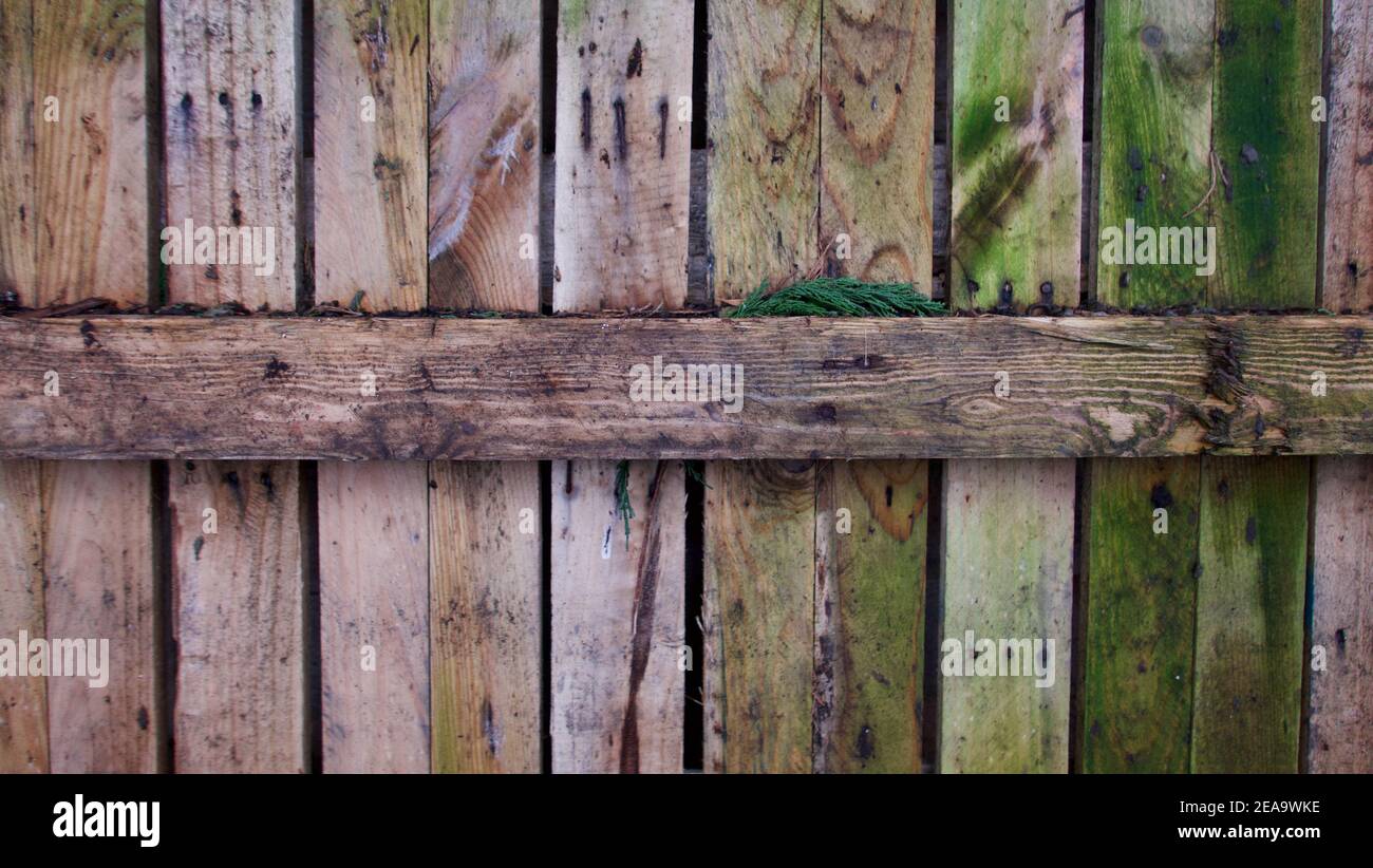 Green mould hires stock photography and images Alamy