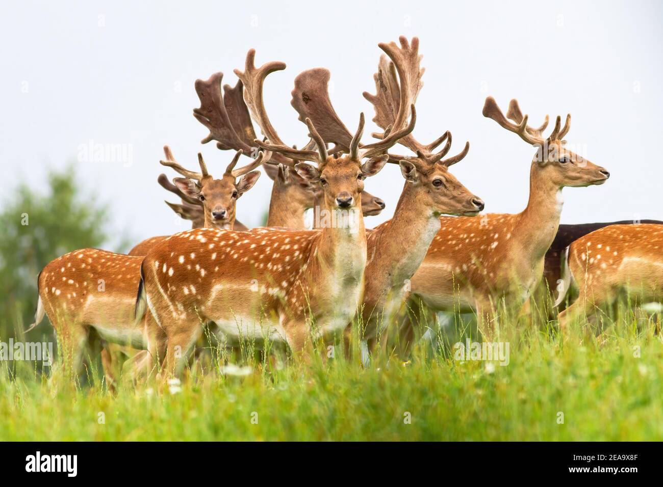 Group of male fallow deer stags standing on a horizon with sky in background Stock Photo