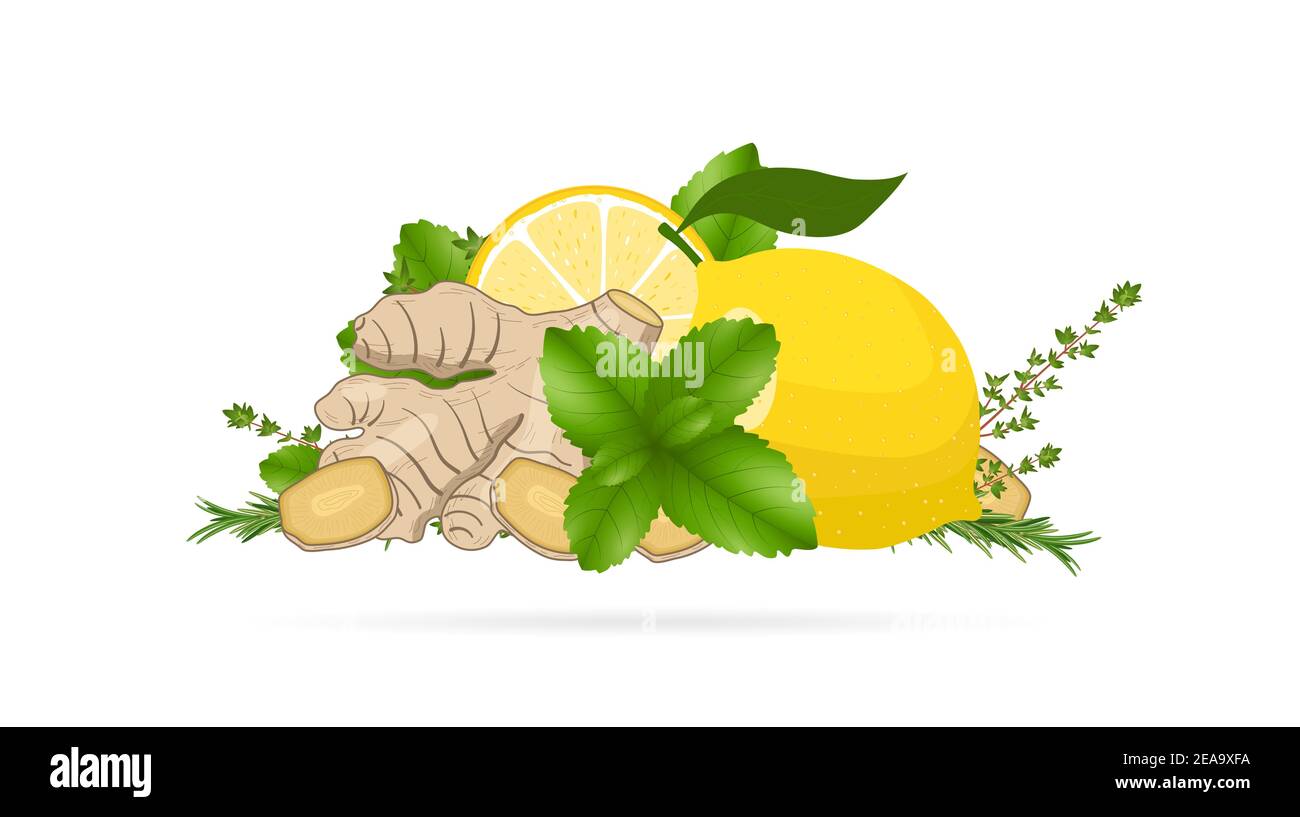 Ginger root slices, lemon, mint leaves, thyme, rosemary. Vector illustration, white background. Natural home remedies, cold and flu treatment. Element Stock Vector