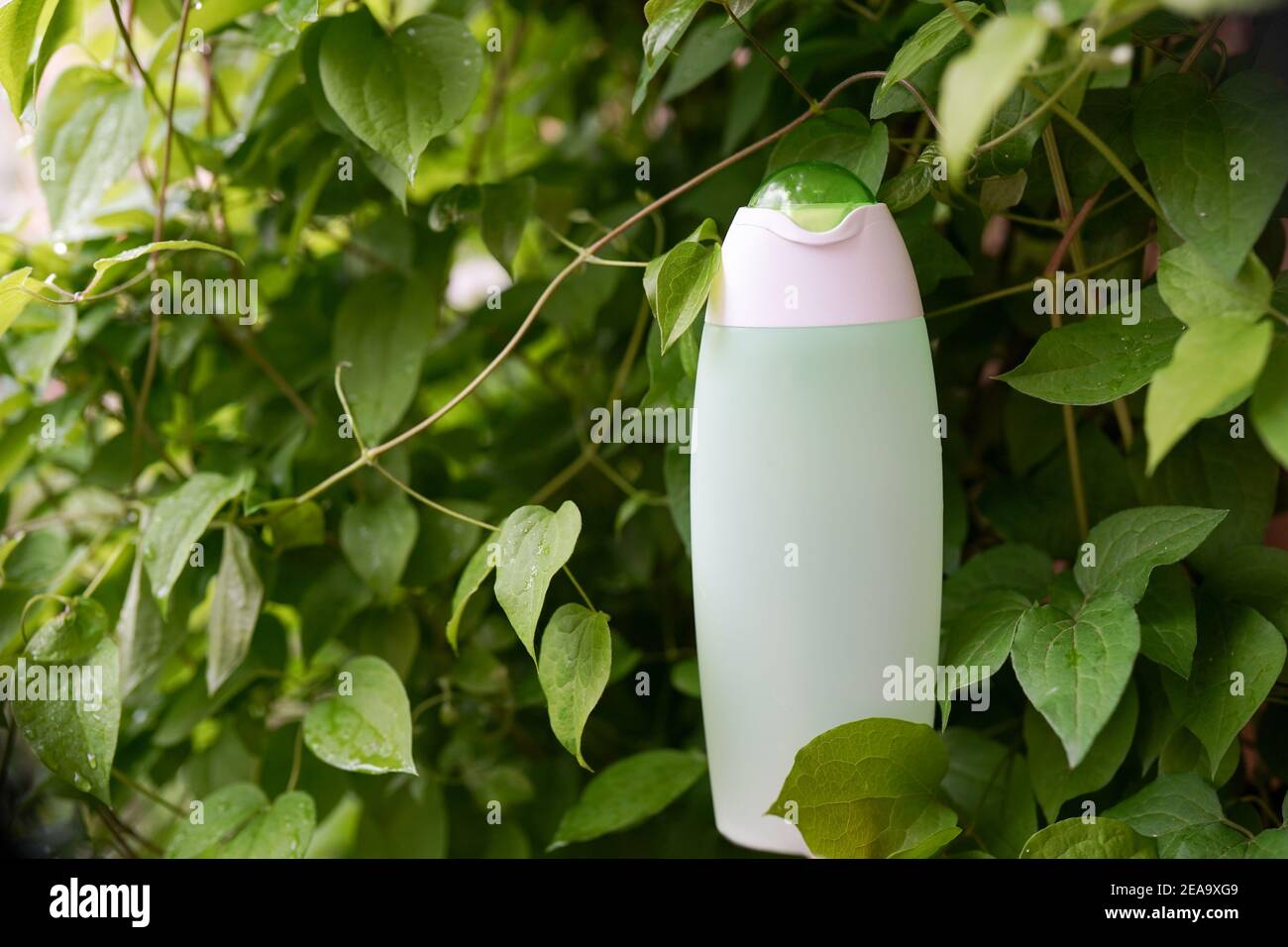 Organic natural toner in bottle on natural background with copy space Stock Photo