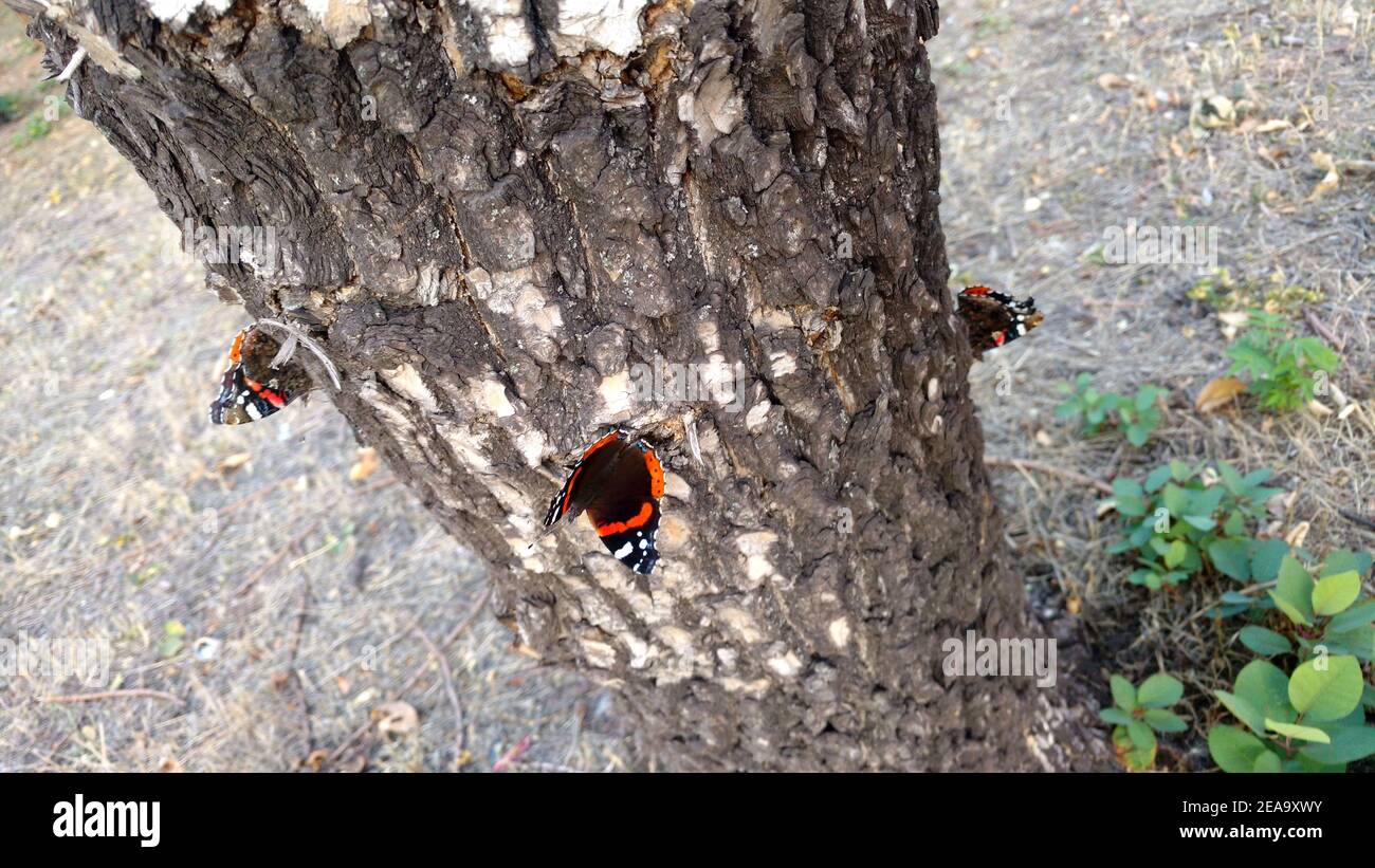 Admiral butterflies (Vanessa atalanta) on a tree trunk. Stock Photo
