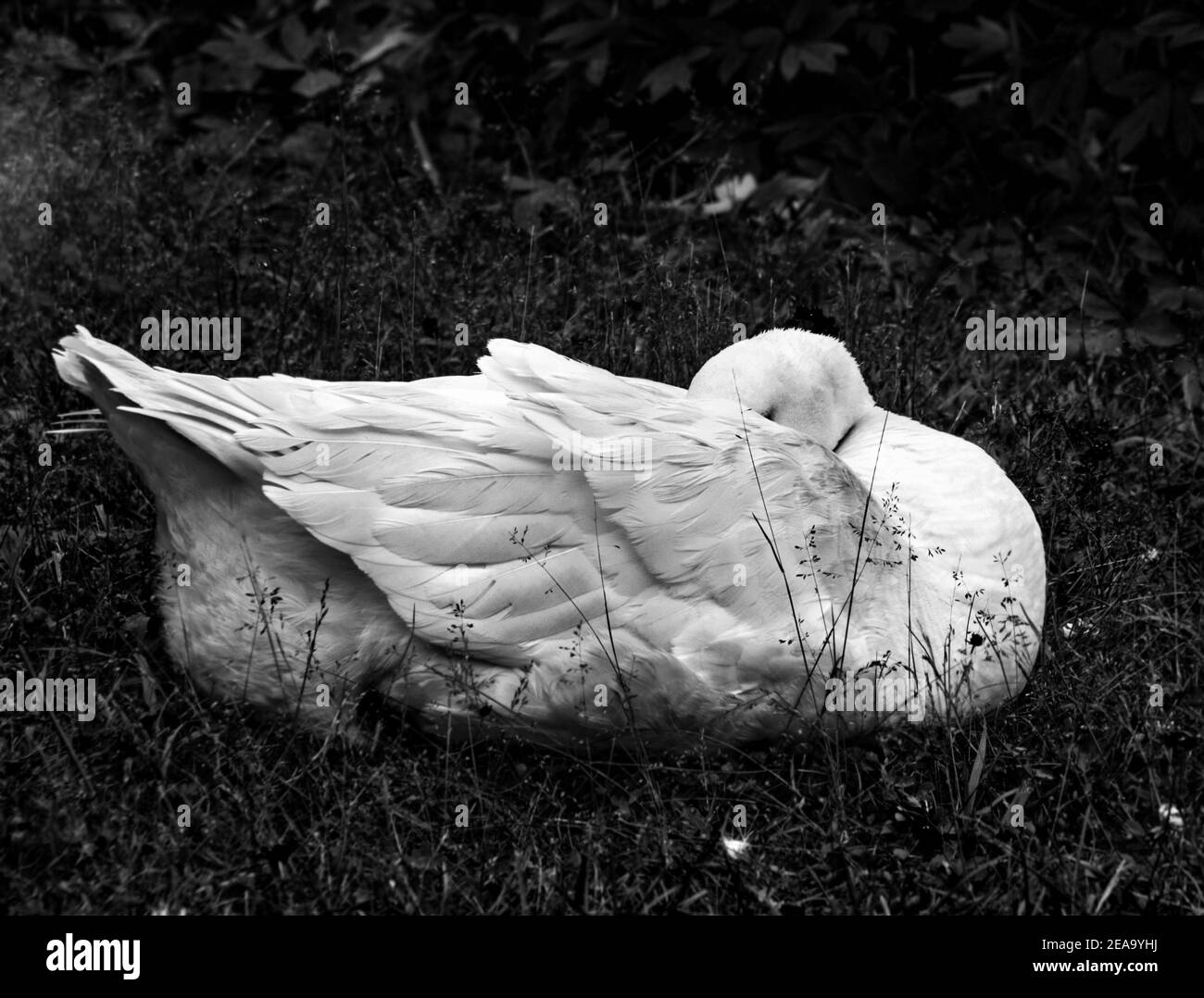 Pretty real white goose sleeps with its beak in black and white Stock Photo