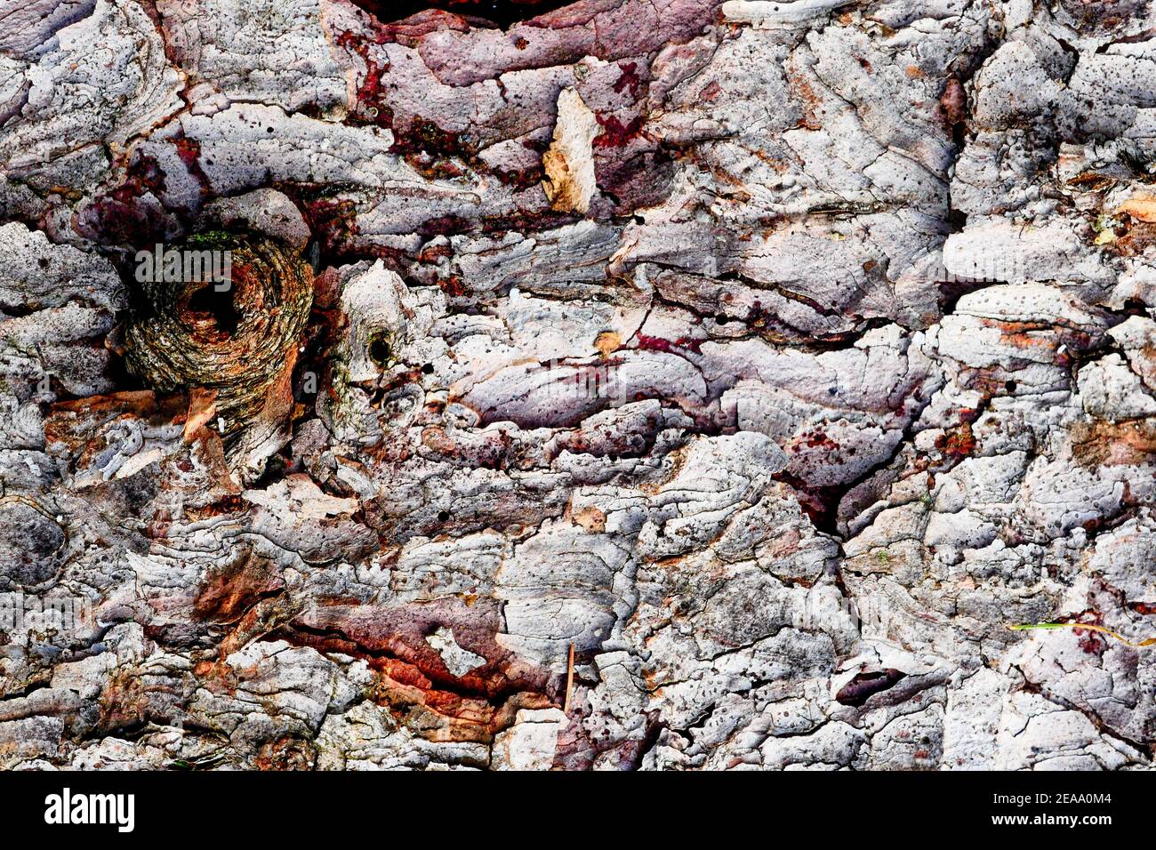 Fir tree bark, closeup view, Lyon, France Stock Photo Alamy