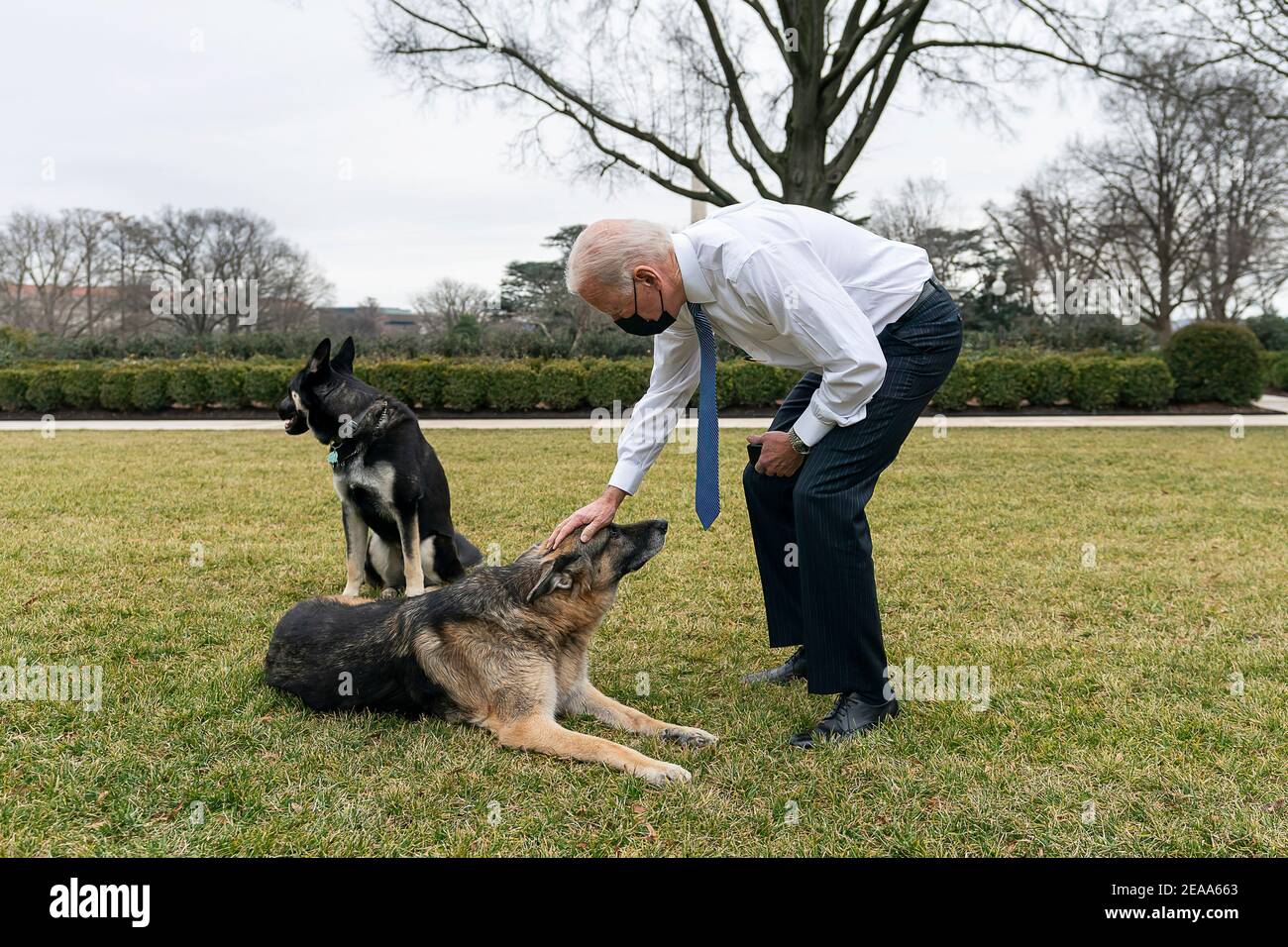 President Joe Biden greets the Biden’s dogs Champ and Major Monday, Jan. 25, 2021, in the Rose Garden of the White House. (Official White House Photo by Adam Schultz) Stock Photo