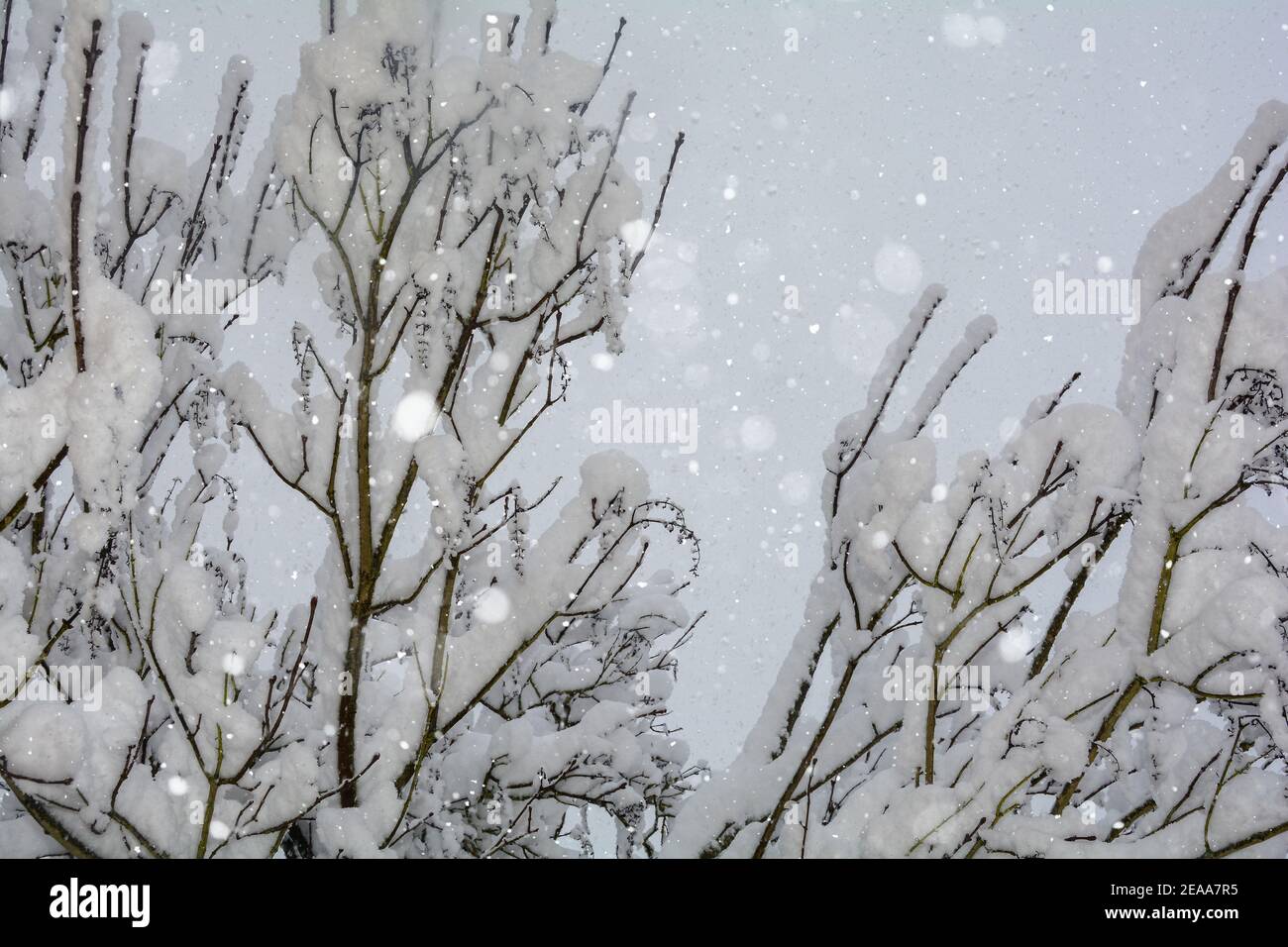 Branches of a tree full of snow during snowfall Stock Photo - Alamy