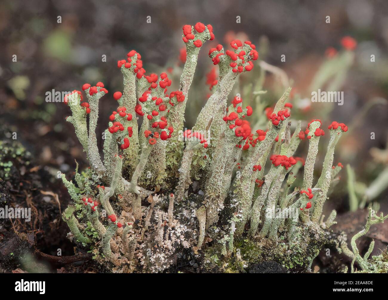 Cladonia macilenta -  a red-tipped lichen growing on heathland, Dorset. Stock Photo