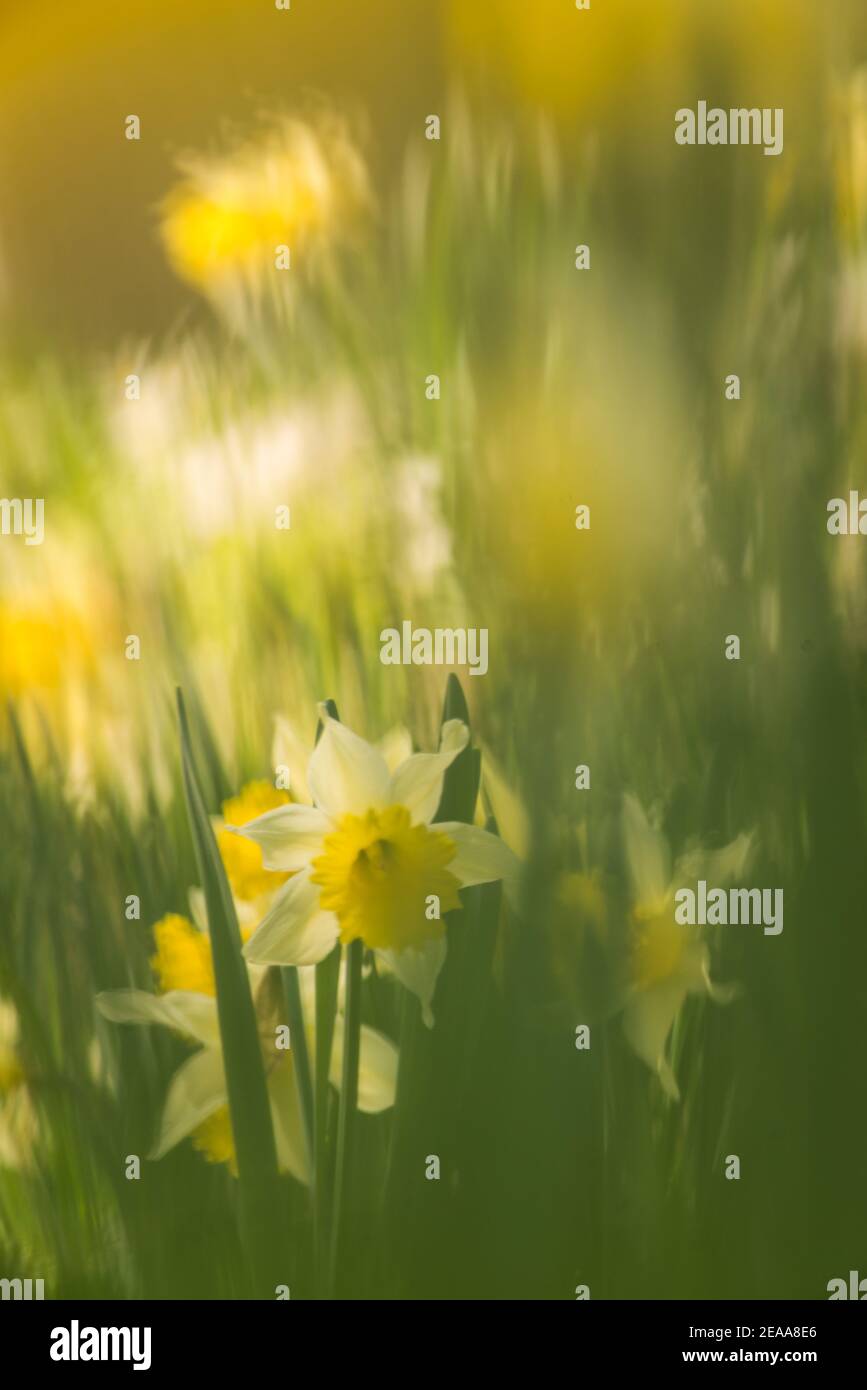 Daffodil, daffodils Stock Photo